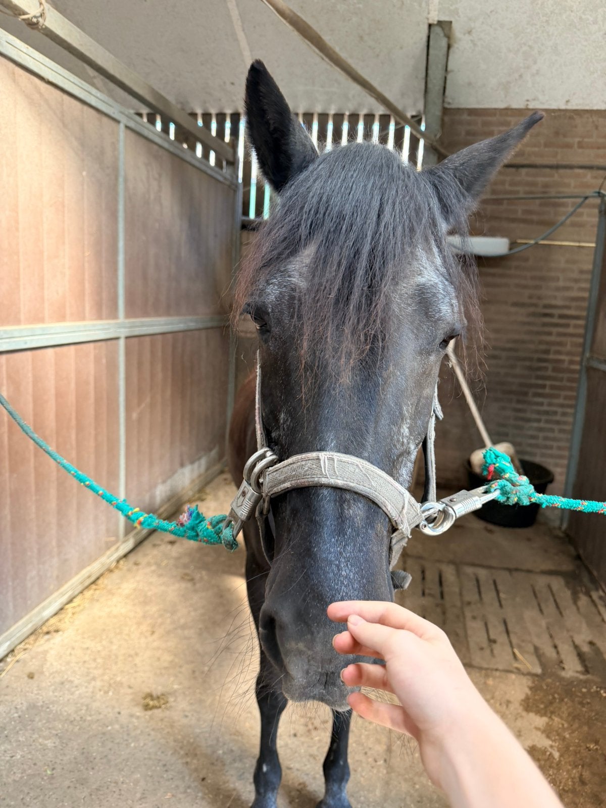 Hoiii ik zoek een leuke verzorg pony/paard️, Dieren en Toebehoren, Stalling en Weidegang, Toebehoren, 1 paard of pony