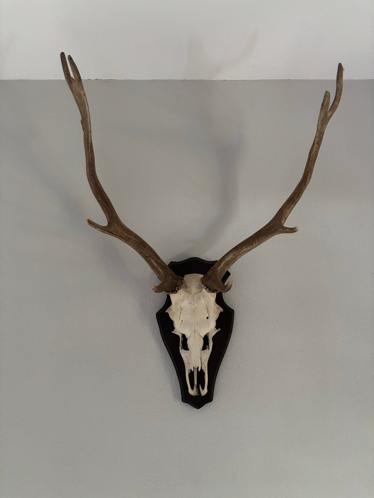 Groot hertengewei op schild decoratief, Ophalen, Gebruikt, Landelijk, Natuurlijk materiaal