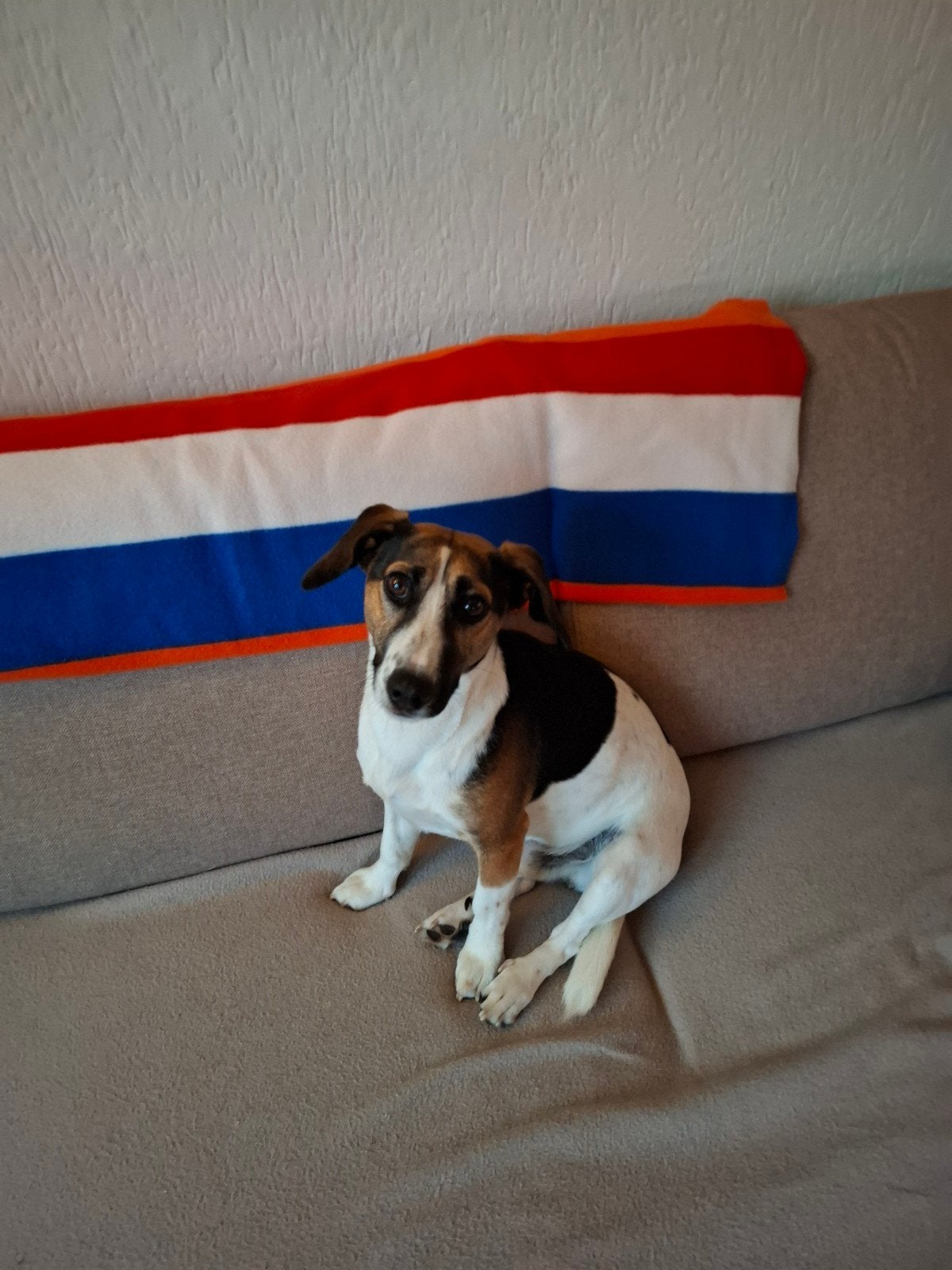 Oppas gezocht