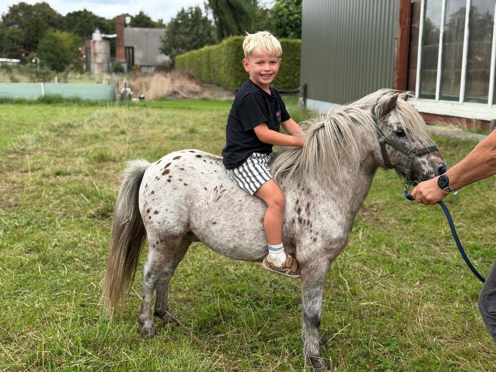 Brave Appaloosa pony – 13 jaar, Dieren en Toebehoren, Met stamboom, Hengst, A pony (tot 1.17m), Onbeleerd