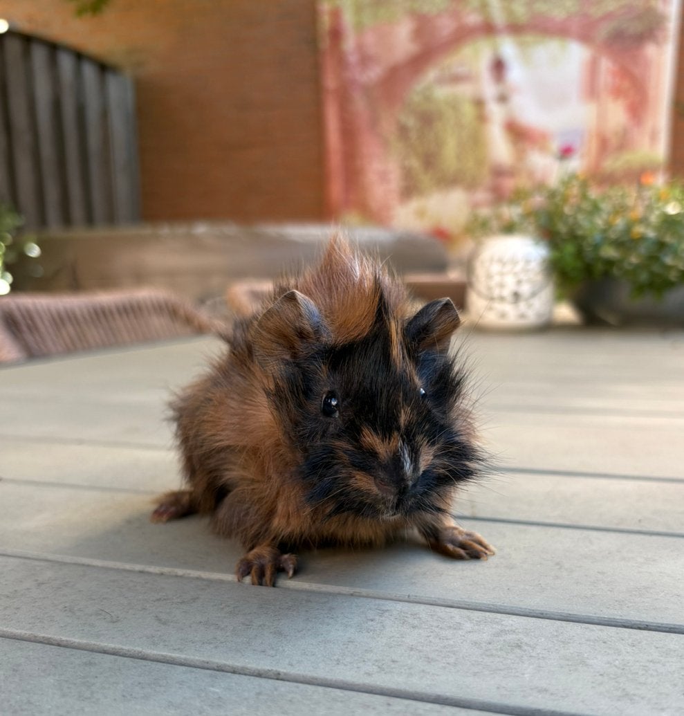 Super lieve jonge cavia, Dieren en Toebehoren, Knaagdieren, Cavia, Augustus, Mannelijk, Tam