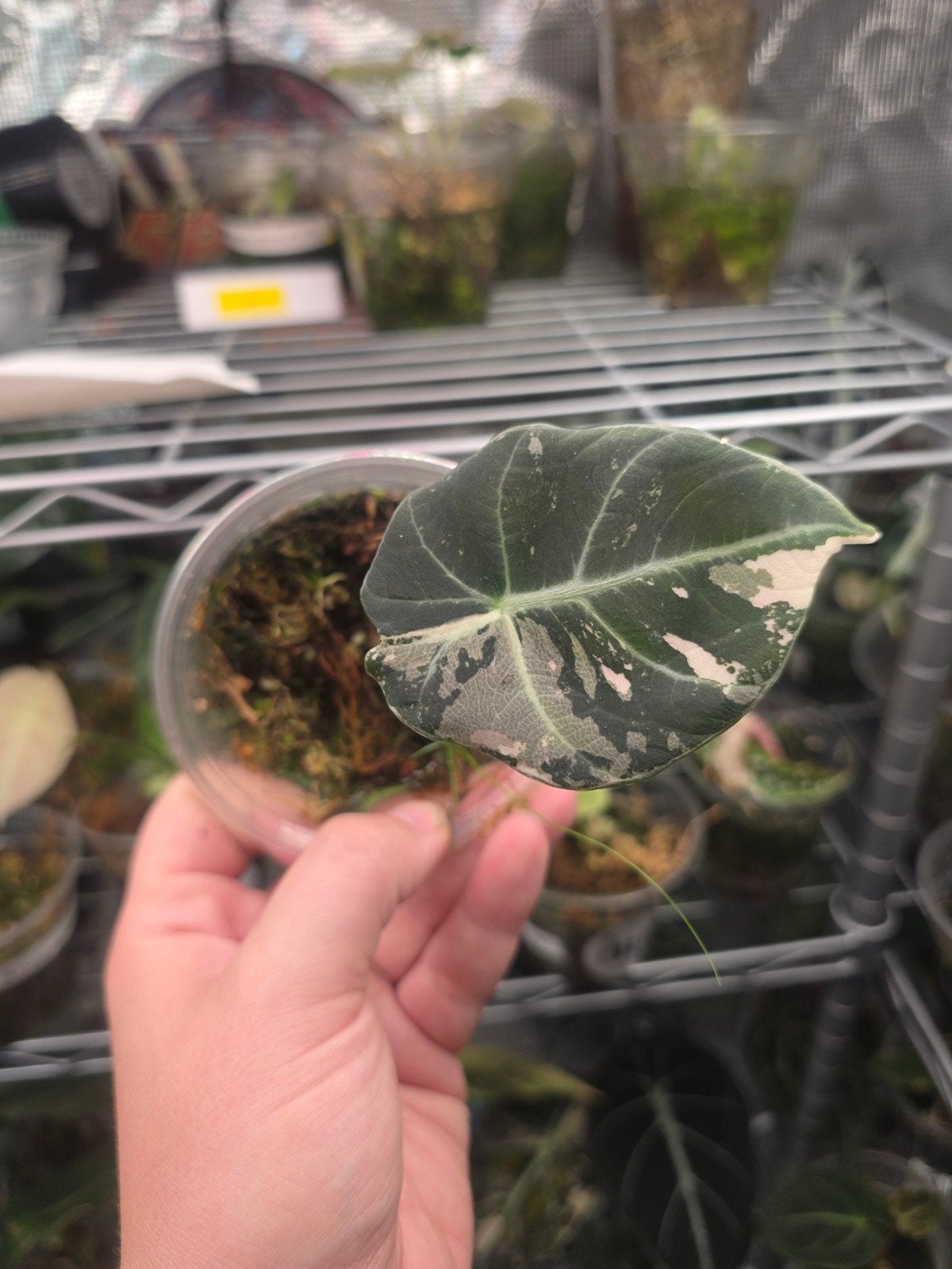 Alocasia black velvet pink, Ophalen of Verzenden, Halfschaduw, Minder dan 100 cm