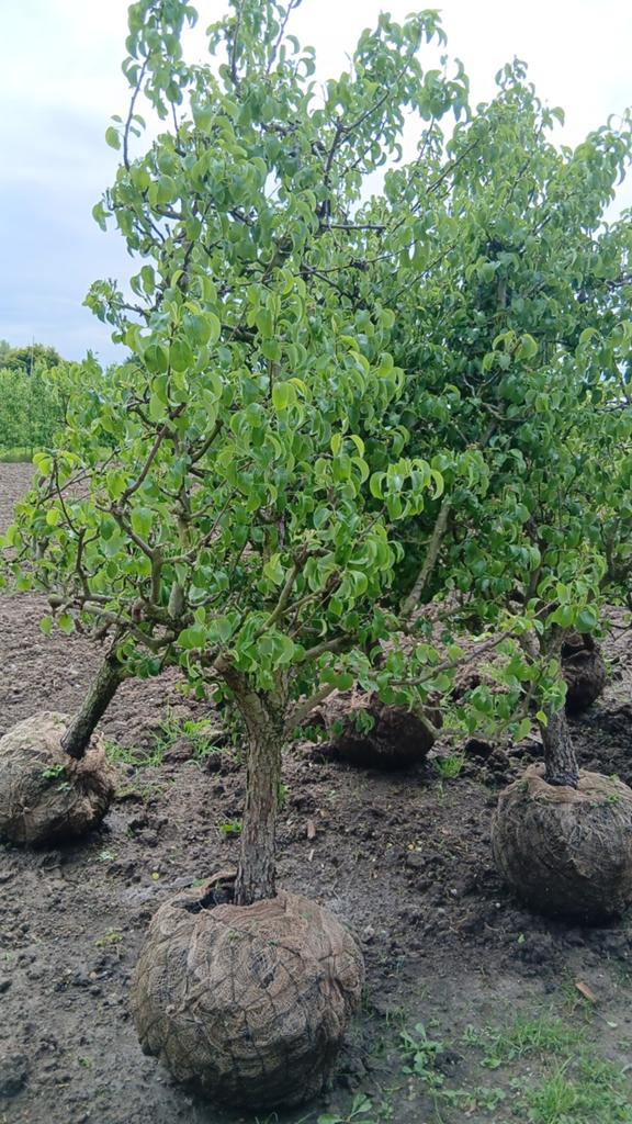 Mooie oude Conference perenbomen. Ophalen in Tricht., Ophalen, Overige soorten, 100 tot 250 cm