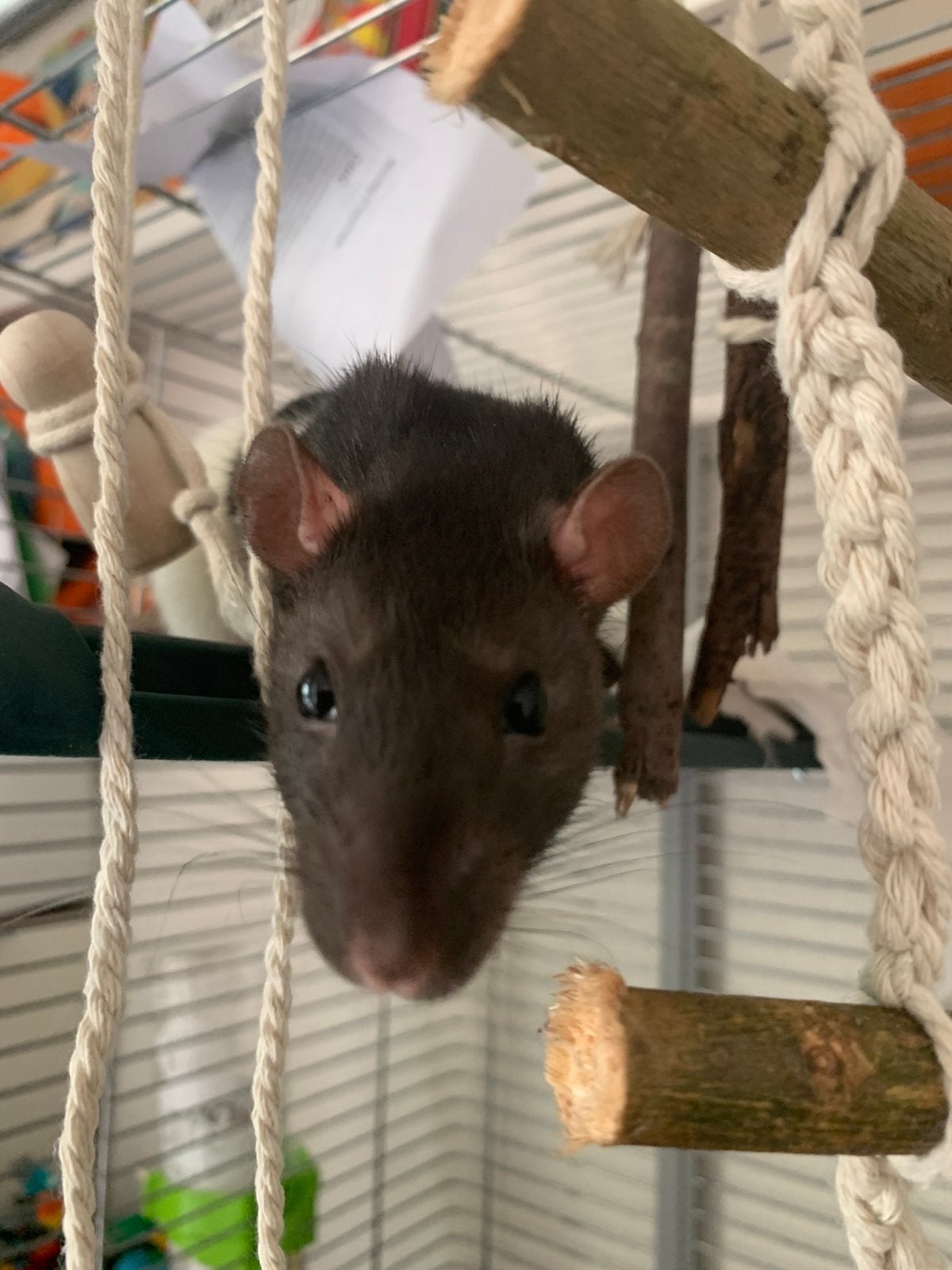 Tamme ratjes vrouwelijk, 4 mnd, Dieren en Toebehoren, Mei, Vrouwelijk, Rat