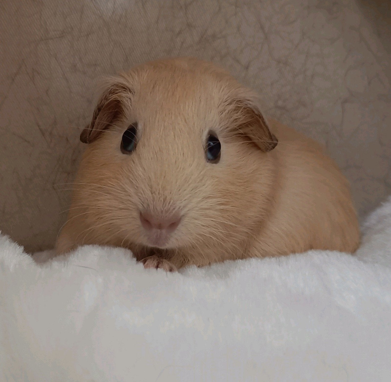 Crème zeugje, Mei, Vrouwelijk, Cavia