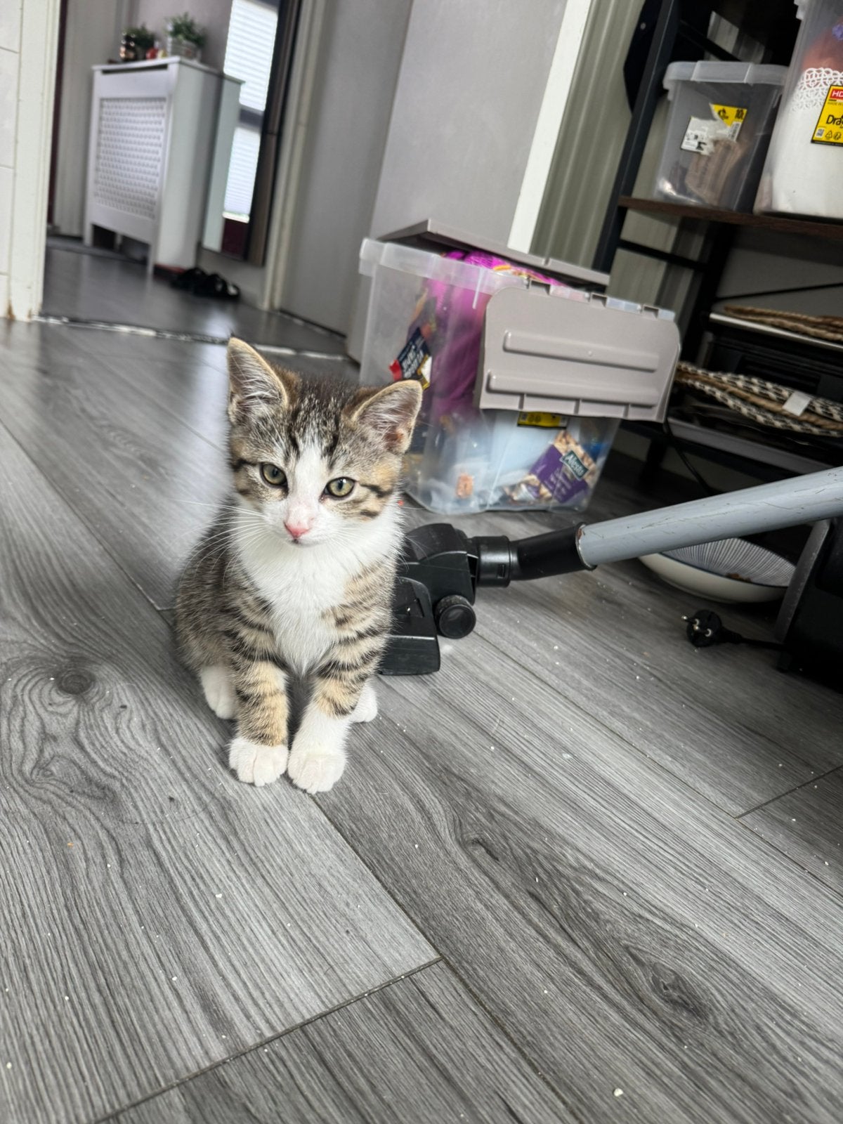 Kitten, Dieren en Toebehoren, Katten en Kittens | Overige Katten, Kater