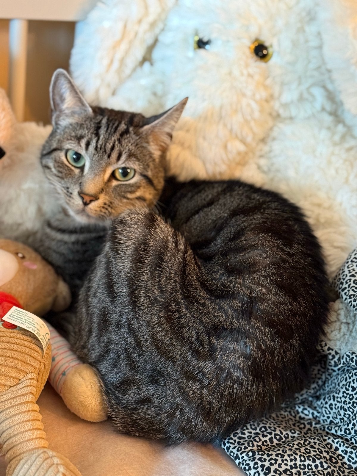 Ik zoek een nieuw huisje. Europe korthaar kater, Kater, Kortharig, 3 tot 5 jaar