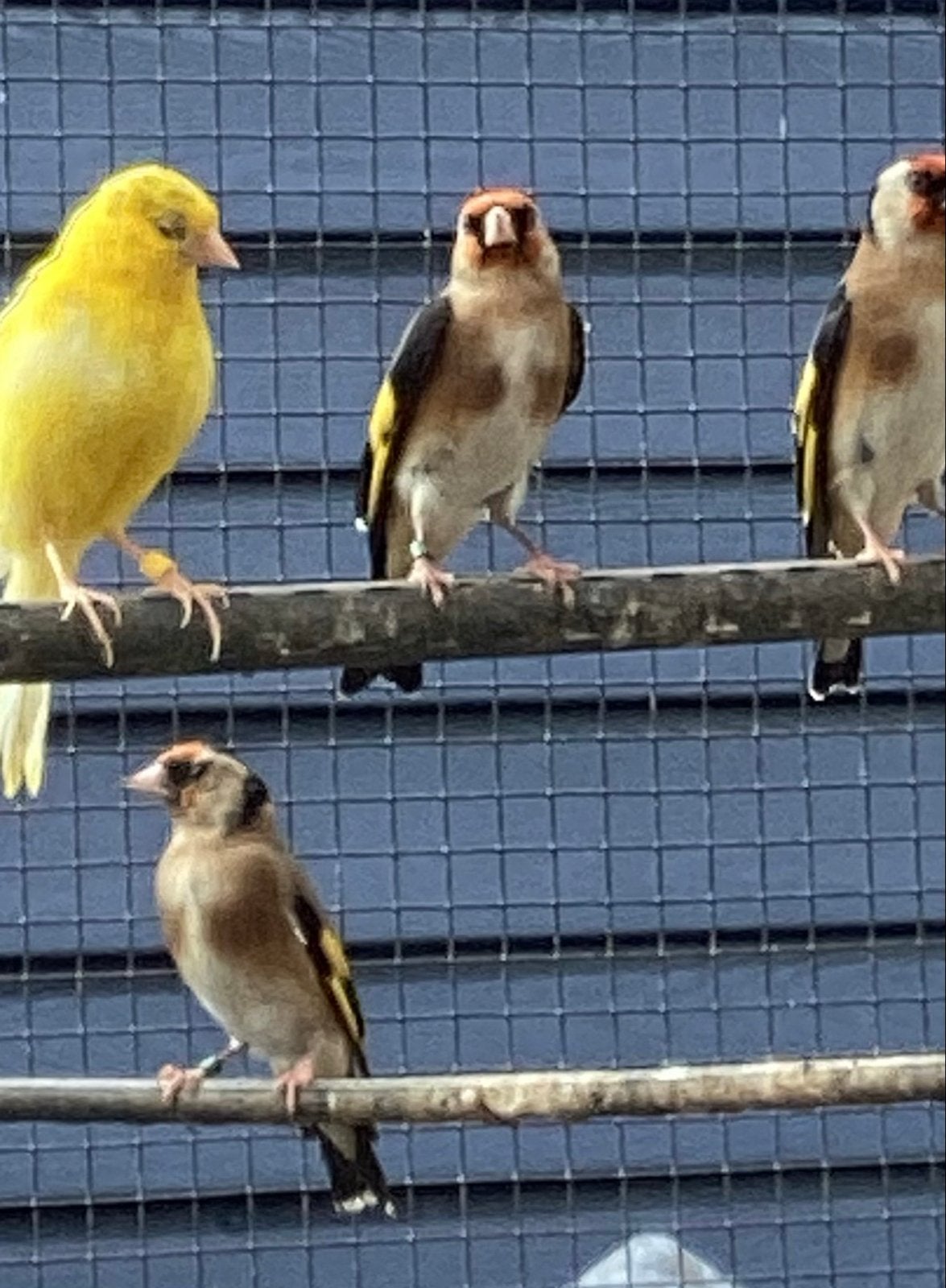 Koppel kleine putters/bloemputters + man bloemputter, Meerdere dieren, Geringd