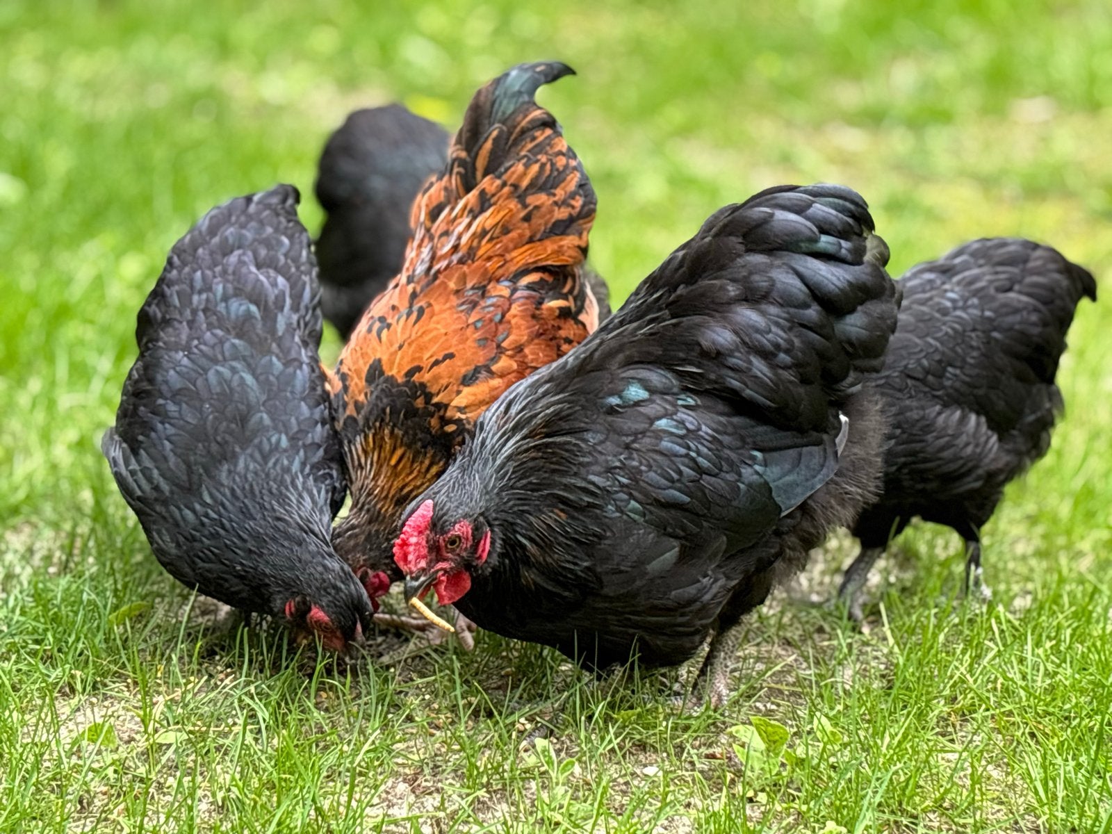 Gratis haantjes, Dieren en Toebehoren, Pluimvee, Mannelijk, Kip
