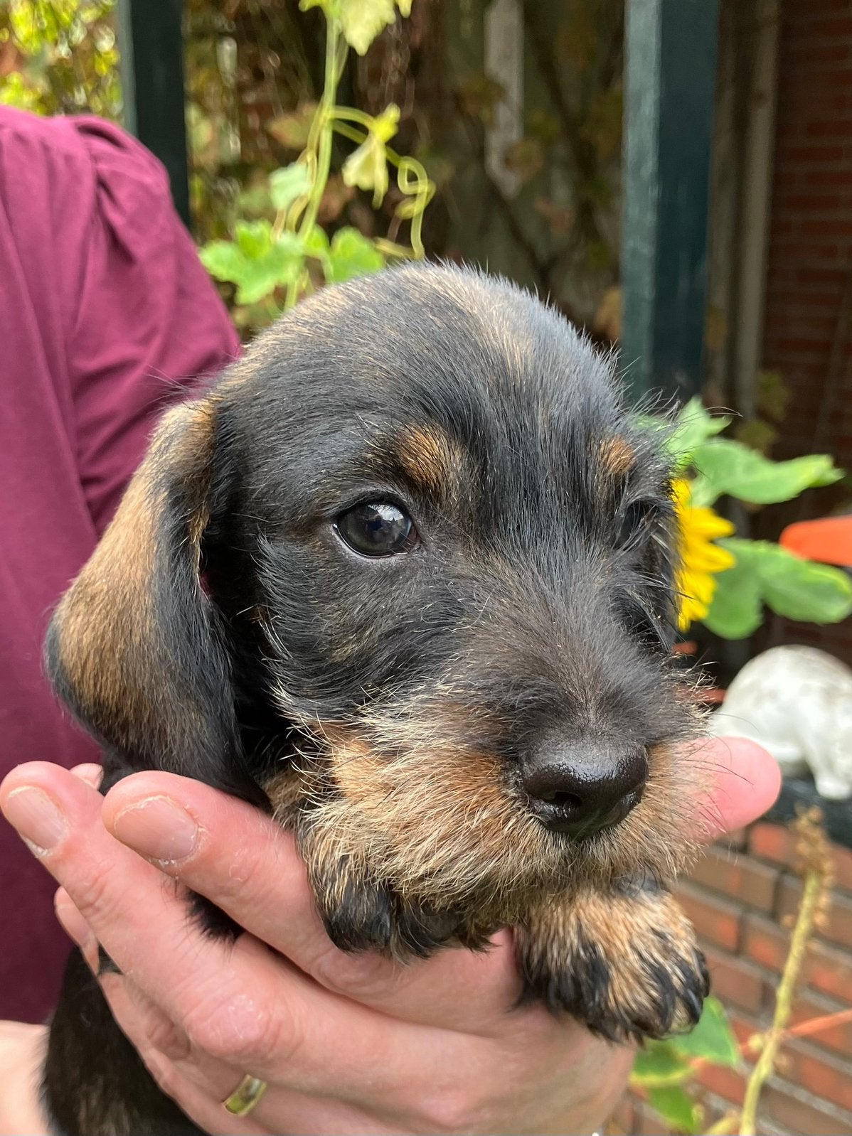 Mooie ruwhaar Teckel pup, Dieren en Toebehoren, Parvo, Standaard, Reu, 8 tot 15 weken