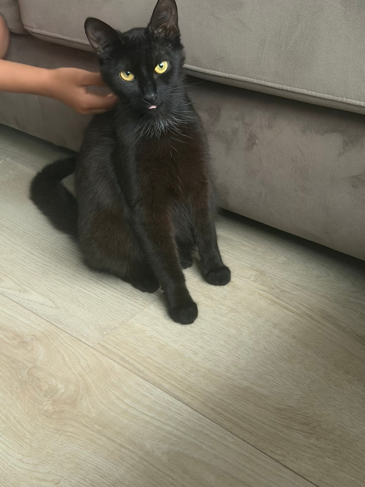 Lieve poes, Dieren en Toebehoren, Katten en Kittens | Raskatten | Korthaar, Poes, 0 tot 2 jaar