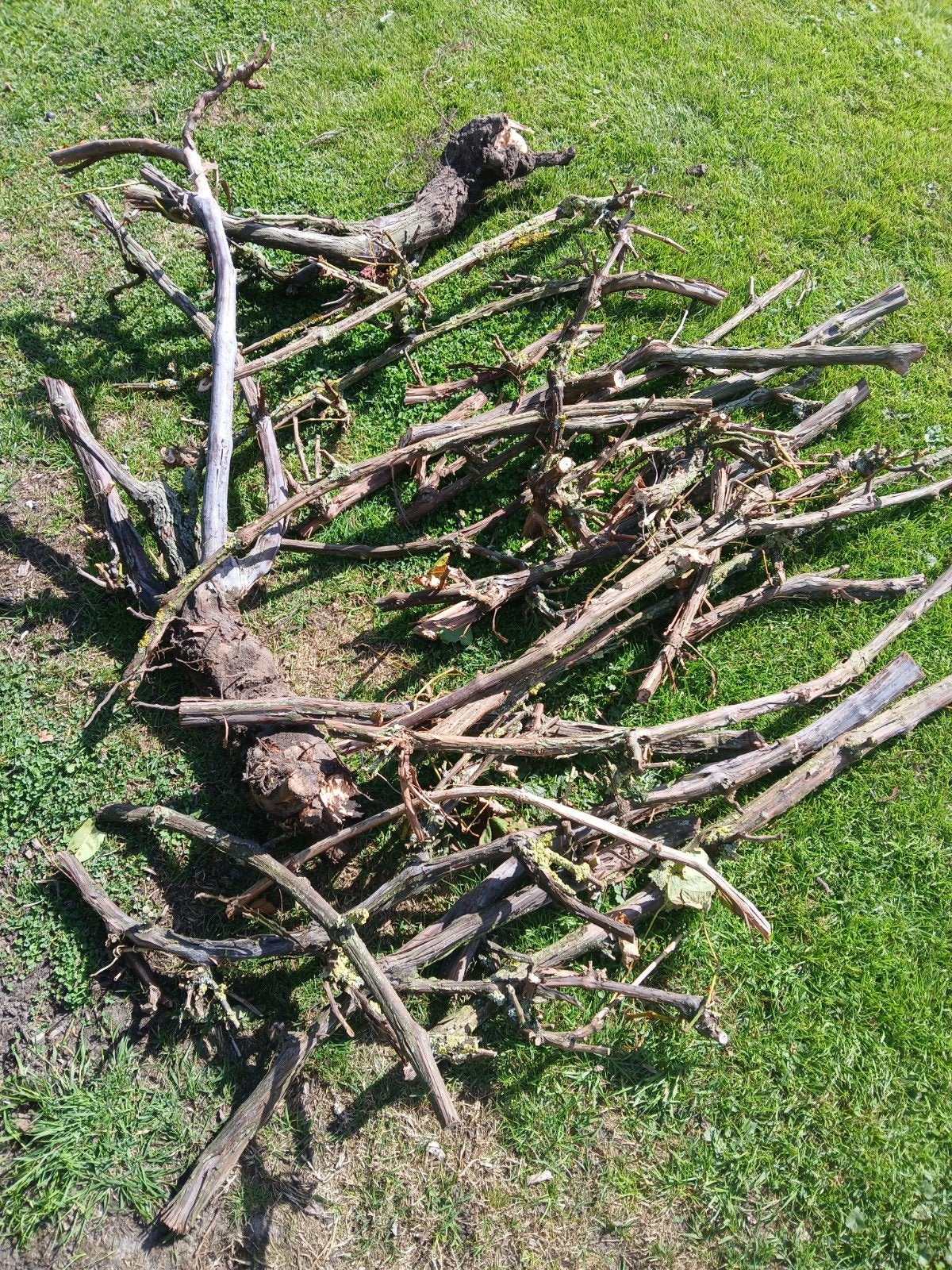 te koop druivenranken/ druiventakken, Huis en Inrichting, Ophalen