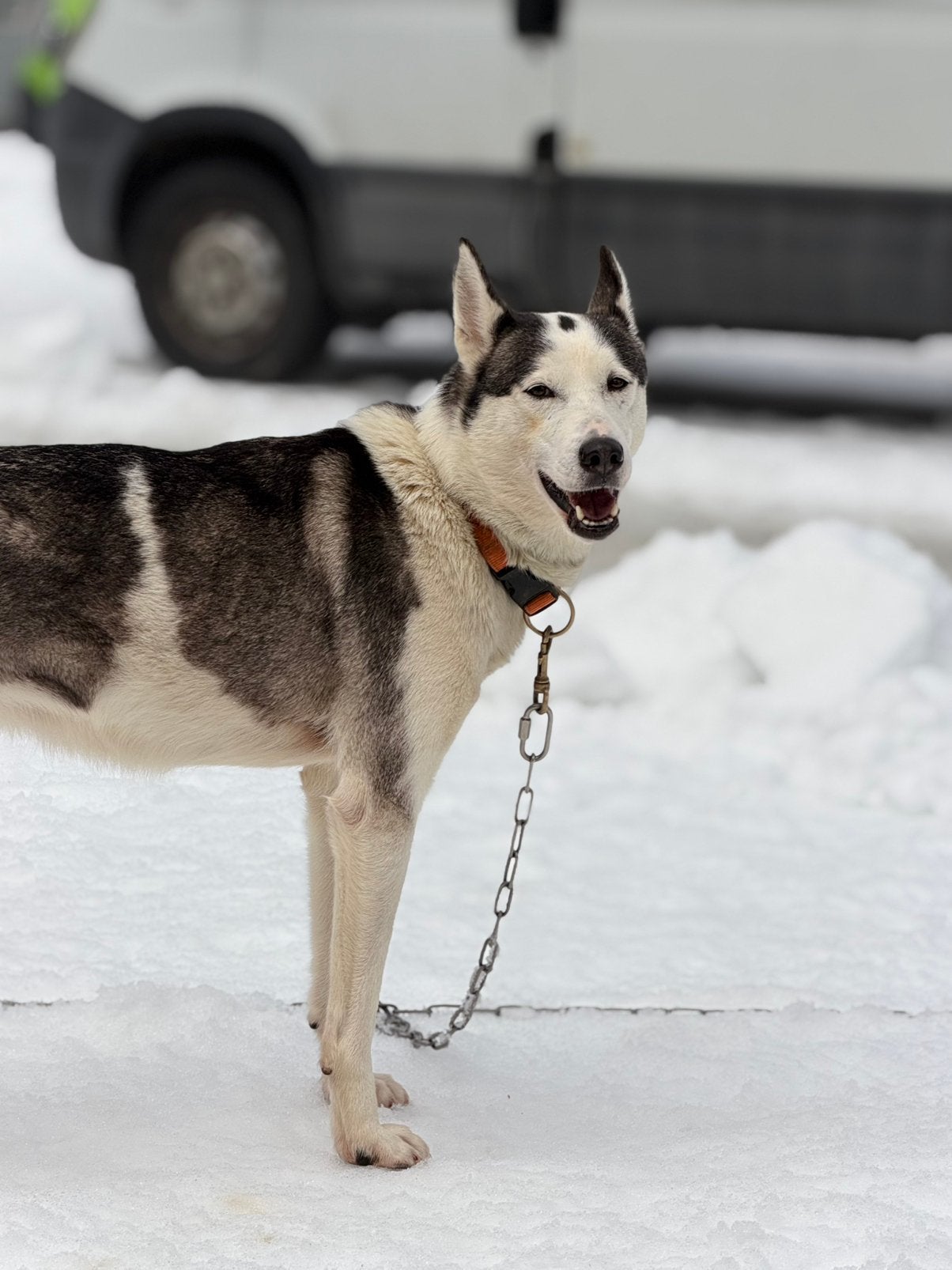 Siberische husky teef, Dieren en Toebehoren, Teef, Poolhond, Eén hond, CDV (hondenziekte)