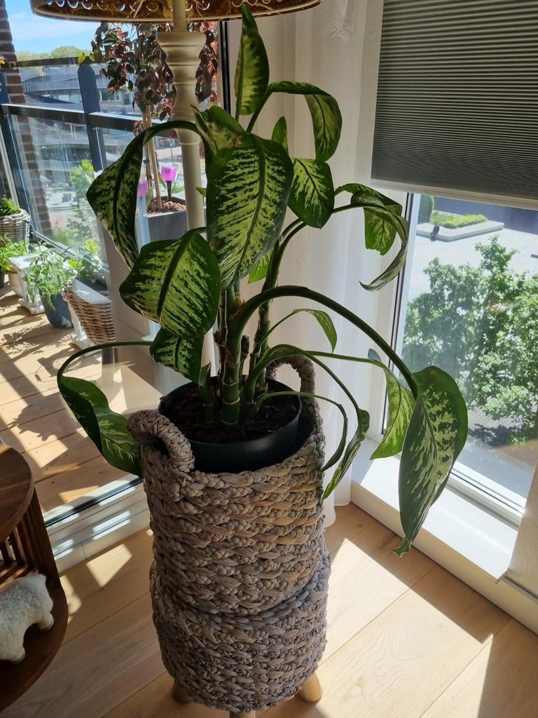 Dieffenbachia seguine reeva exclusief overpot, Huis en Inrichting, Kamerplanten, Ophalen, Halfschaduw, Minder dan 100 cm