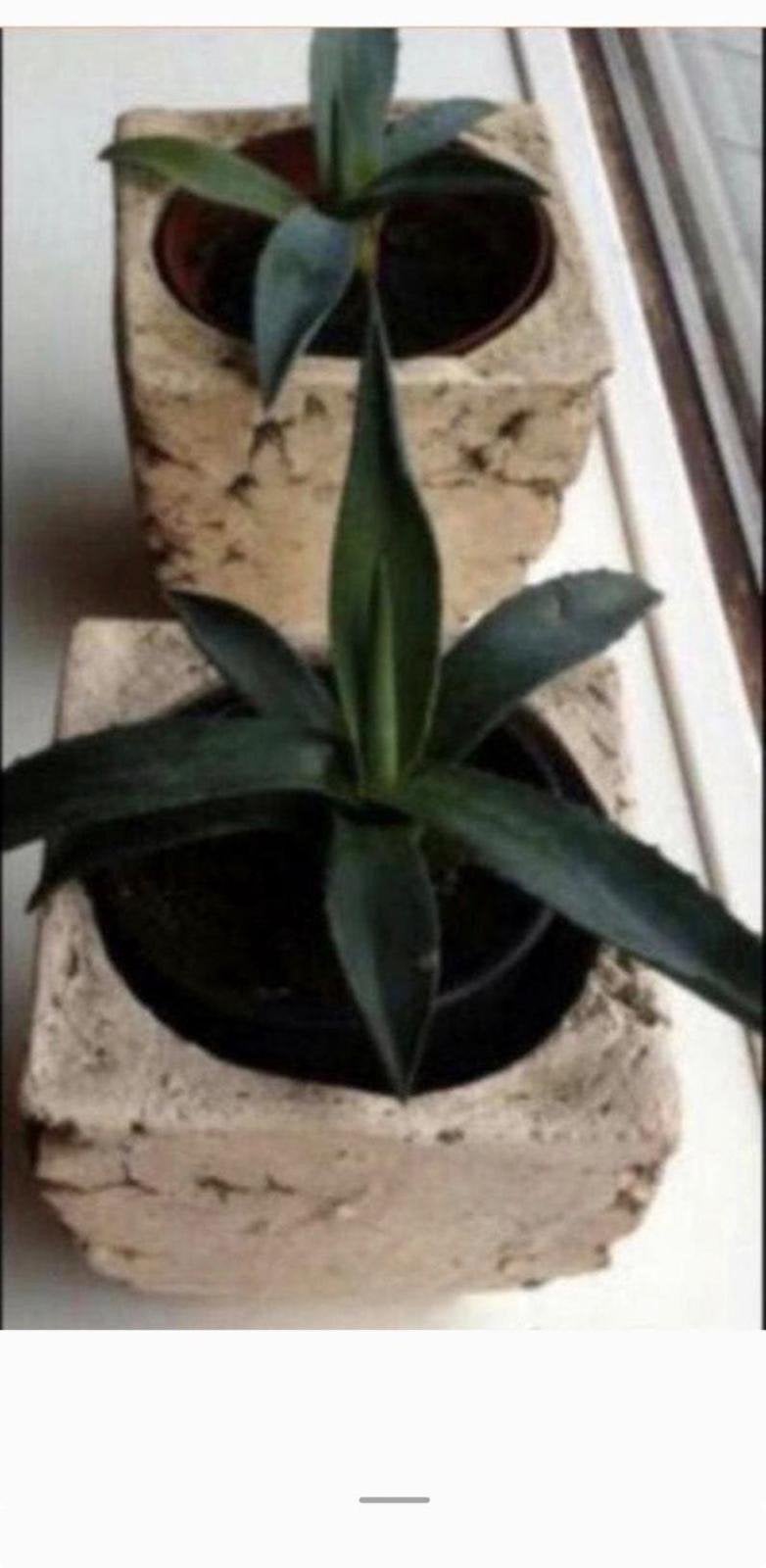 Mooie Blauwe Agave Nederlandse bio en plantjes diverse maten, Overige soorten, Ophalen of Verzenden, In pot, Minder dan 100 cm
