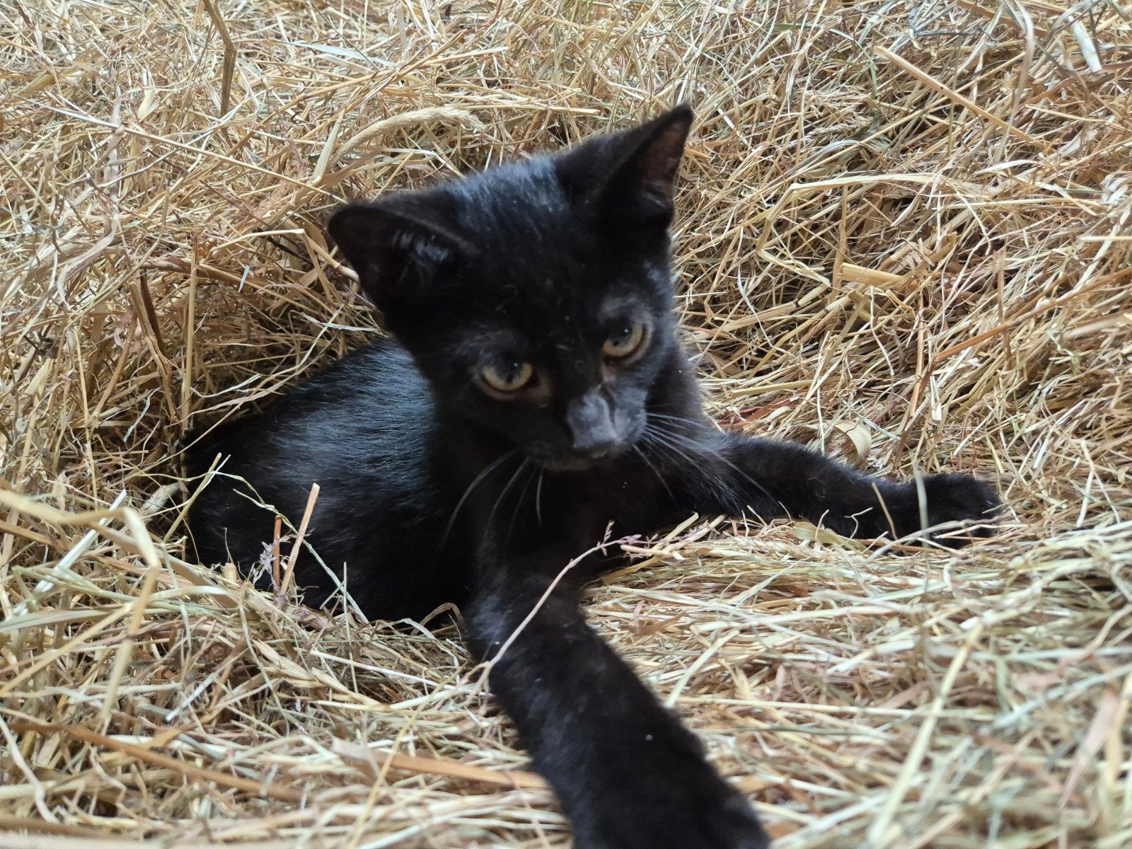 Kittens, Meerdere dieren