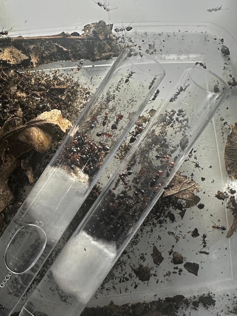 Camponotus lateralis mierenkolonie 150-200w + broed, Mieren