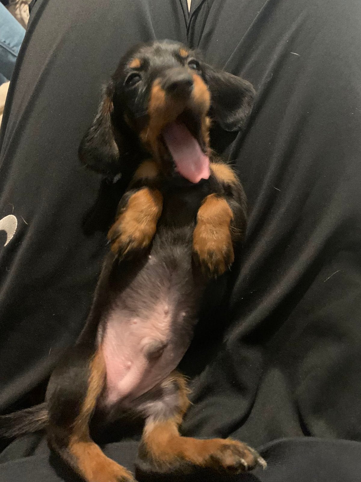 Prachtige Kaninchen/Dwergteckel pup korthaar, 15 weken tot 1 jaar, Dwerg, Langhaar, Meerdere