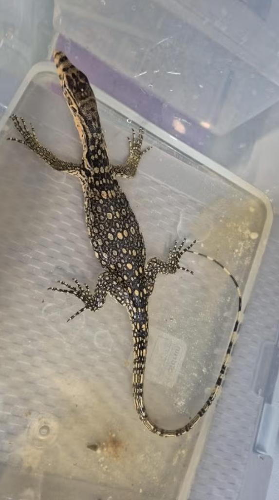 Varanus salvator SUMBAWA de 2025 Monitor Lizard - unknown for sale from reptile900