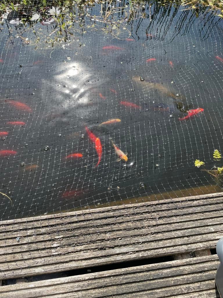 Vissen uit de vijver, Goudvis(sen)