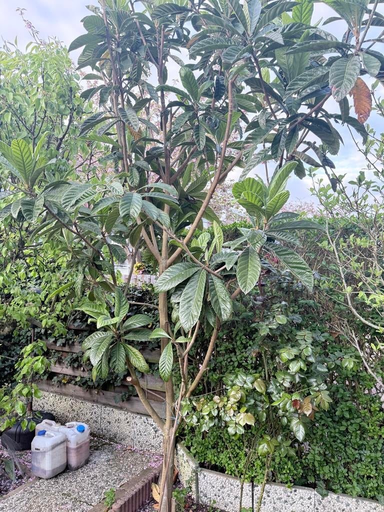 Nog 1Japanse wolmispels te koop, Volle zon, Vaste plant, Ophalen of Verzenden, Fruitplanten
