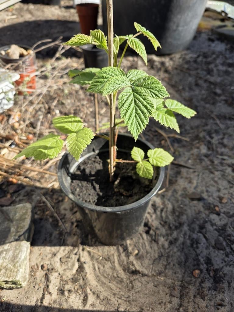 Diverse planten te koop!, Tuin en Terras, Planten | Tuinplanten, Volle zon, Vaste plant, Ophalen of Verzenden, Zomer