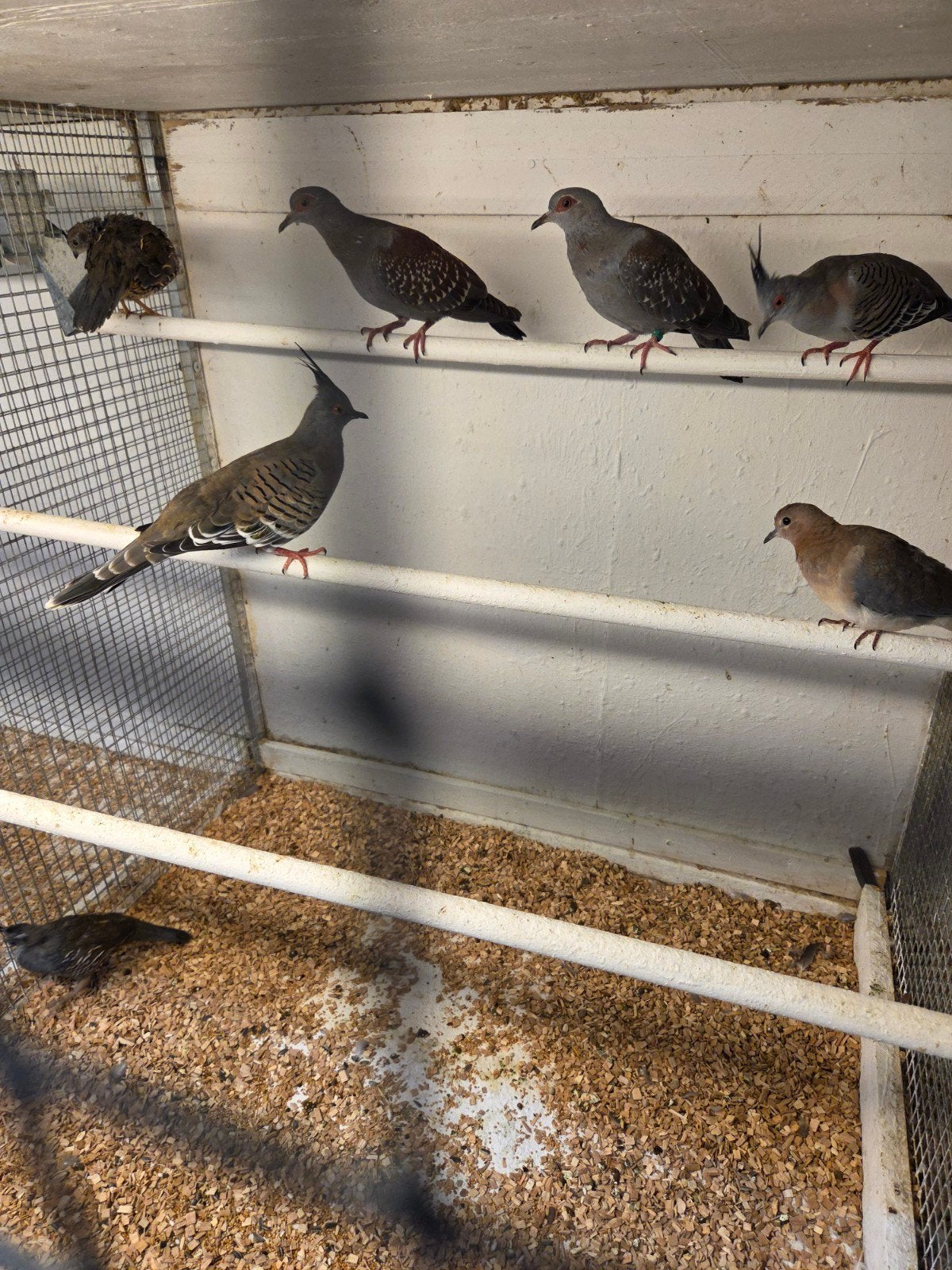 tropische duiven, Meerdere dieren, Overige soorten