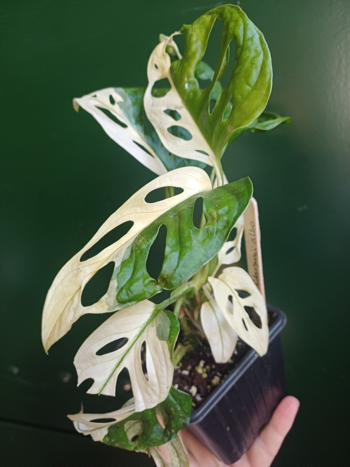 Monstera Adansonii Variegata, Ophalen of Verzenden, Halfschaduw, Minder dan 100 cm