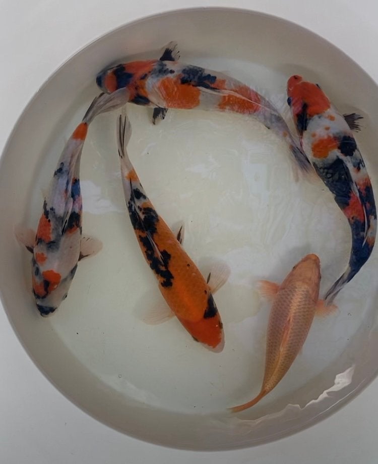 Verschillende japanse koi die weg mogen., Karper of Koi