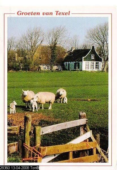 Ansichtkaart	Texel	Schapen, Verzenden, 1980 tot heden, Gelopen, Waddeneilanden