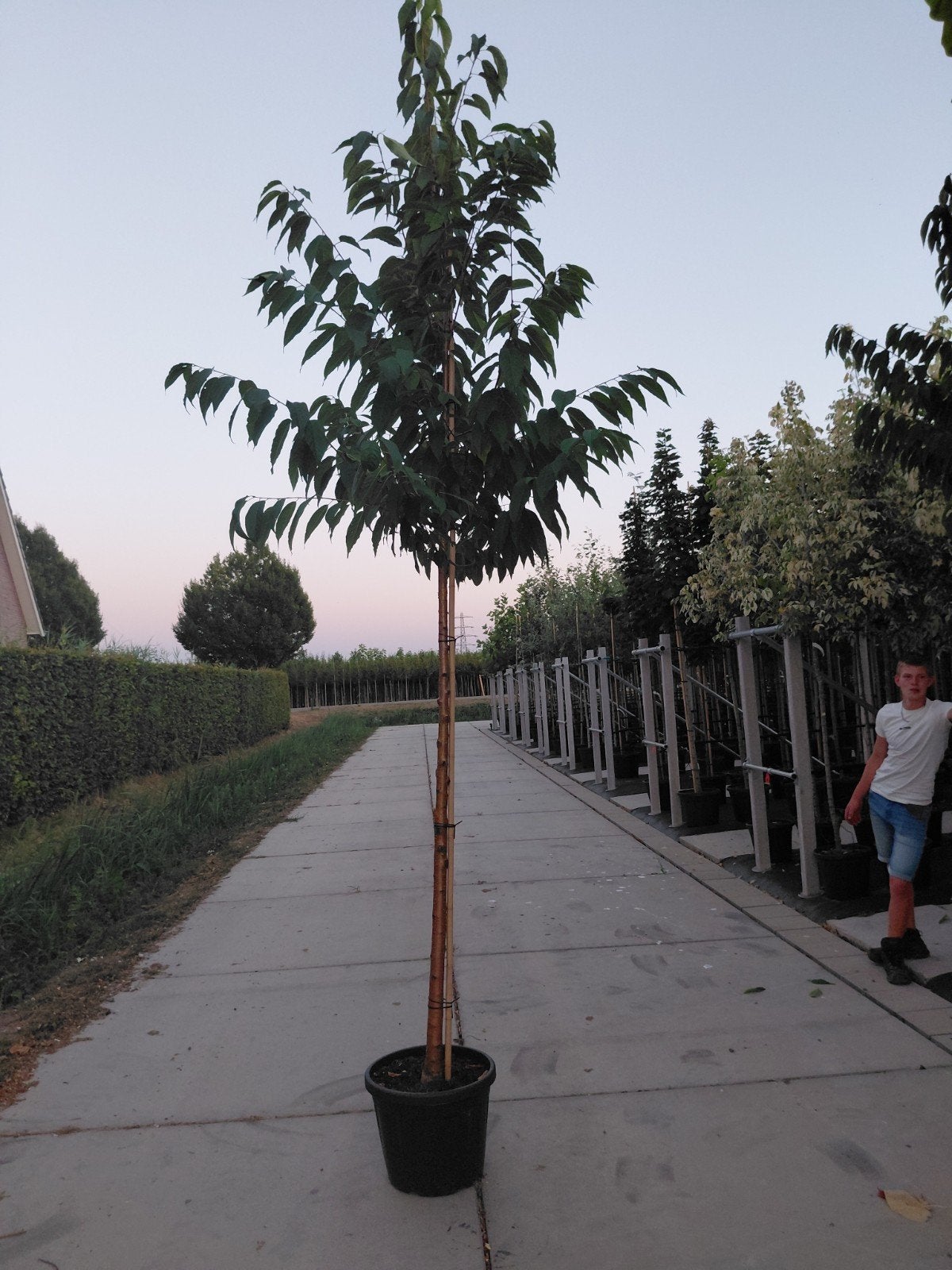 prunus maaiki, Overige soorten, Lente, 250 tot 400 cm, Ophalen