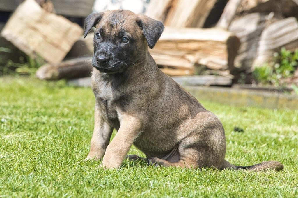 Prachtig mechelae herder teefje 9 wkn oud, Teef, Eén hond, Herder, Nederland