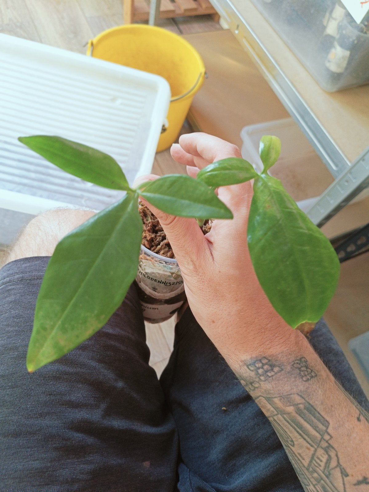 Syngonium trileaf met schade, Ophalen of Verzenden
