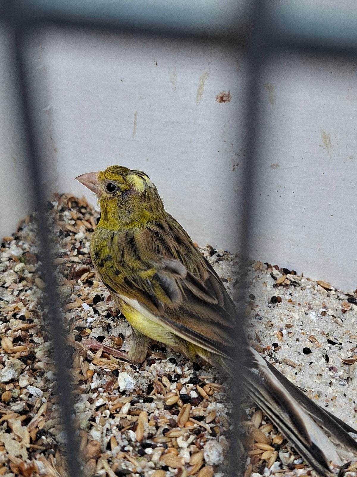 raza kanarie pop 2025, Dieren en Toebehoren, Vrouwelijk, Kleurkanarie