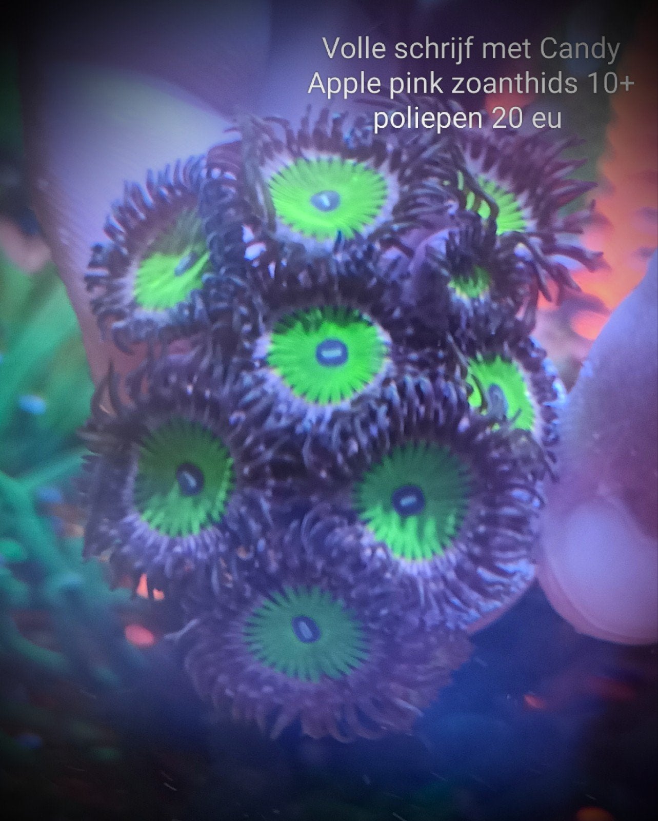 Volle schrijf Candy Apple pink zoanthids (10+ poliepen), Dieren en Toebehoren, Zoutwatervis