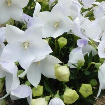 Zaden Platycodon grandiflora alba, Ophalen of Verzenden, Volle zon