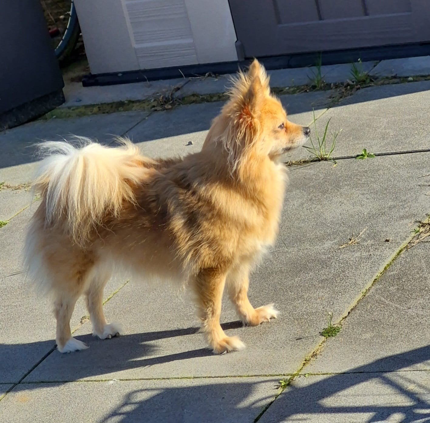 gouden mandje gezocht voor dwerg keesje, Overige rassen, Teef, Eén hond, 3 tot 5 jaar