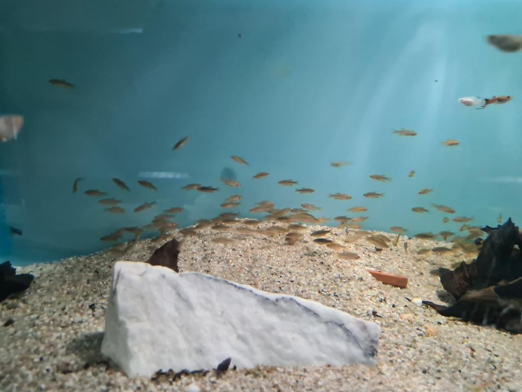 Microrasbora Galaxy bij Sjaka's Fish Heaven, Dieren en Toebehoren, Vis, Zoetwatervis