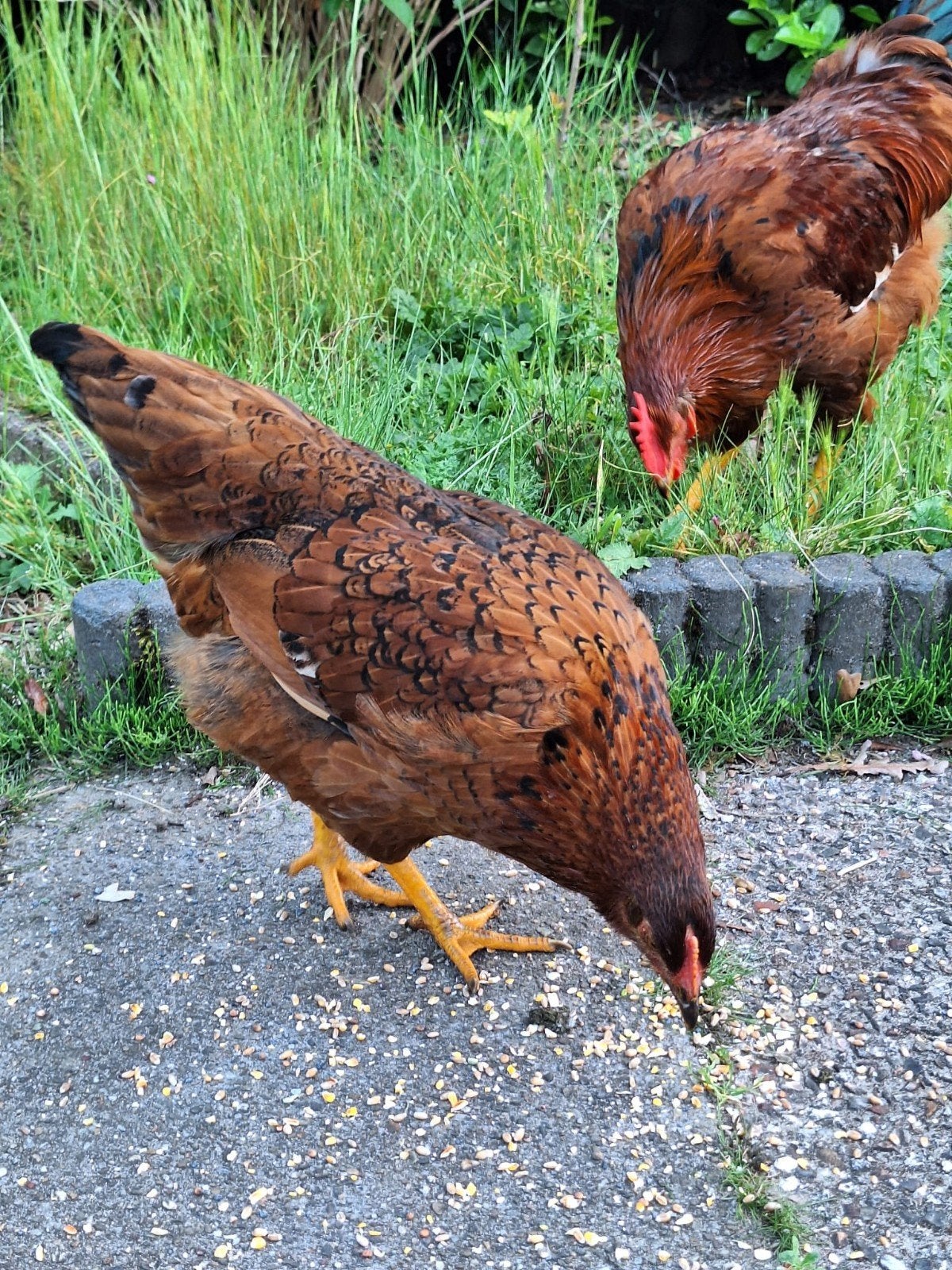 Kip en haan-gratis, Meerdere dieren