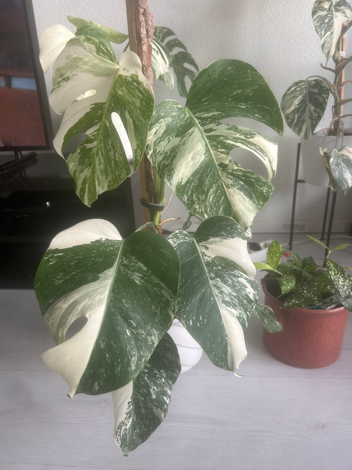 Monstera albo variegata n 5, Huis en Inrichting, Ophalen of Verzenden, Halfschaduw, Minder dan 100 cm