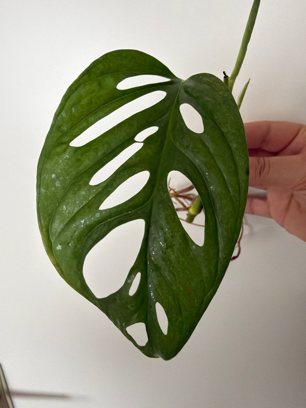 Monstera Adansonii European Mint stekje, Huis en Inrichting, Kamerplanten, Ophalen