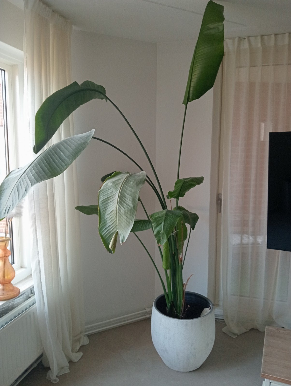 Prachtige Strelitzia Nicolai - Paradijsvogelplant incl pot, Volle zon, Vaste plant, Bloeit niet, Ophalen