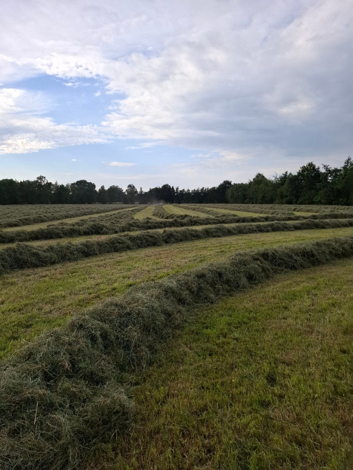Tweede snee paardenhooi, Dieren en Toebehoren, Ophalen, Vee