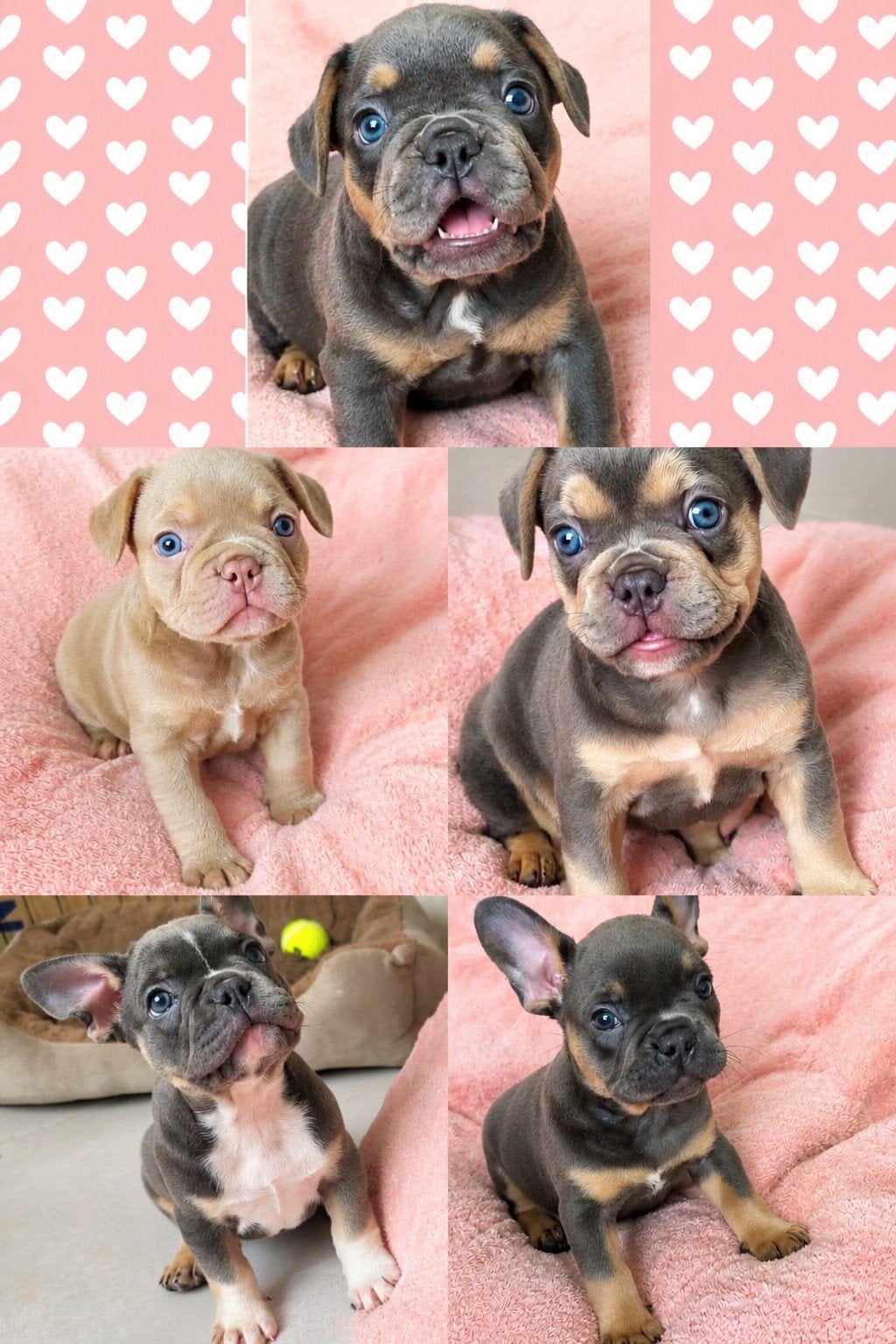 Franse Bulldog Pups mogen gelijk nest verlaten 🐾, Dieren en Toebehoren, Parvo, 8 tot 15 weken, Bulldog, Meerdere