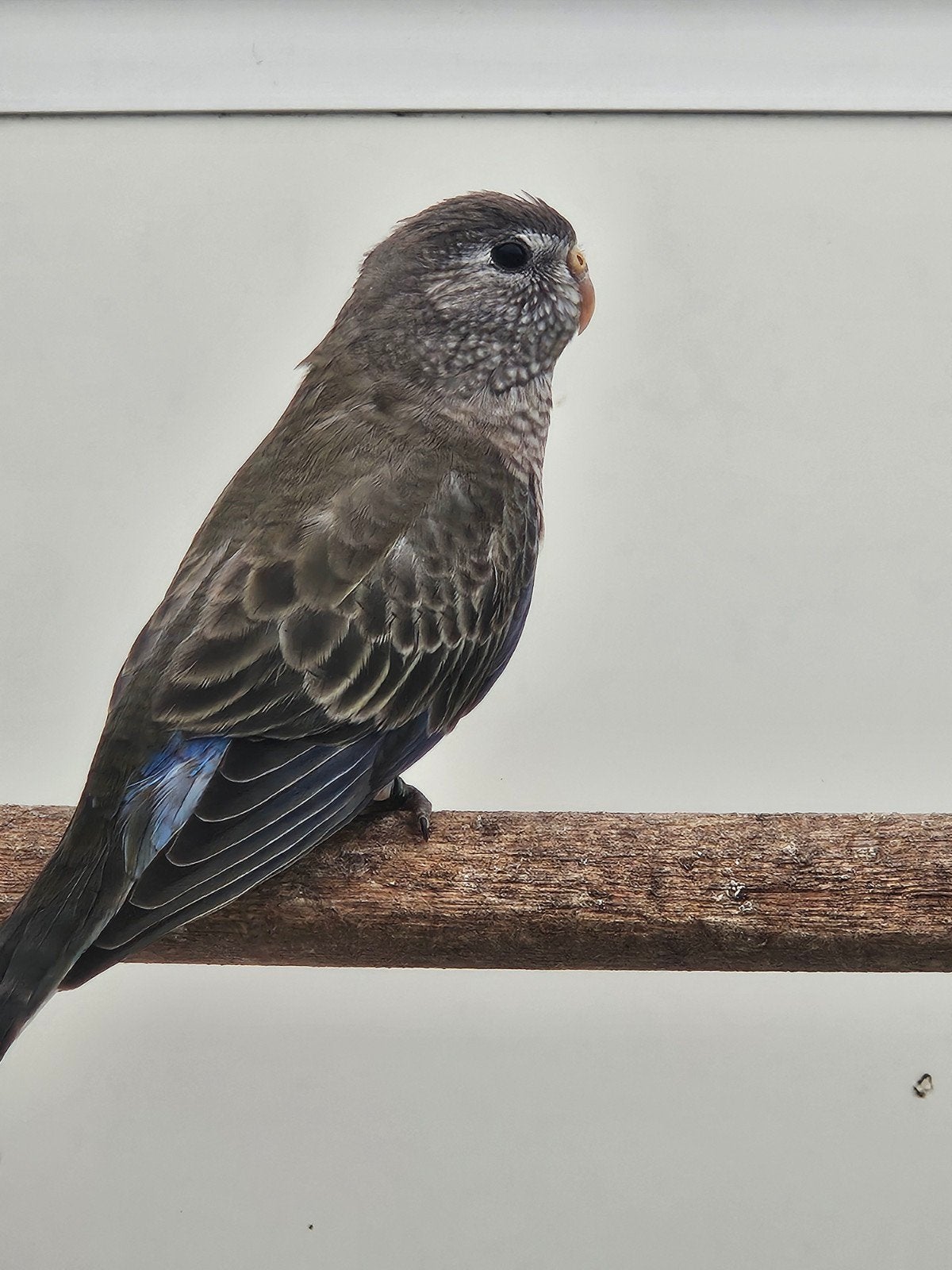 jonge bourks parkiet, Mannelijk, Parkiet, Geringd