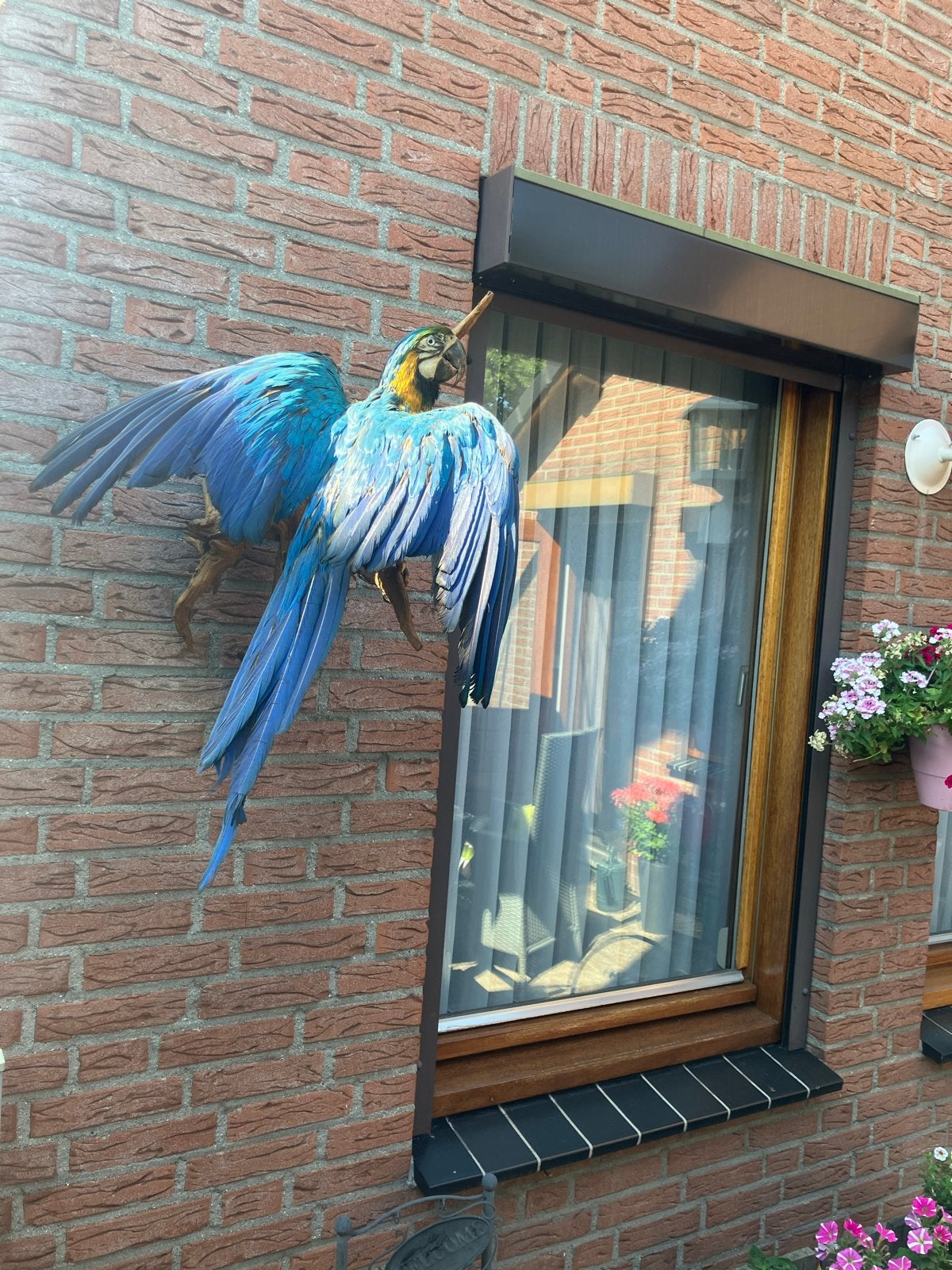 Geel blauwe Ara., Mannelijk