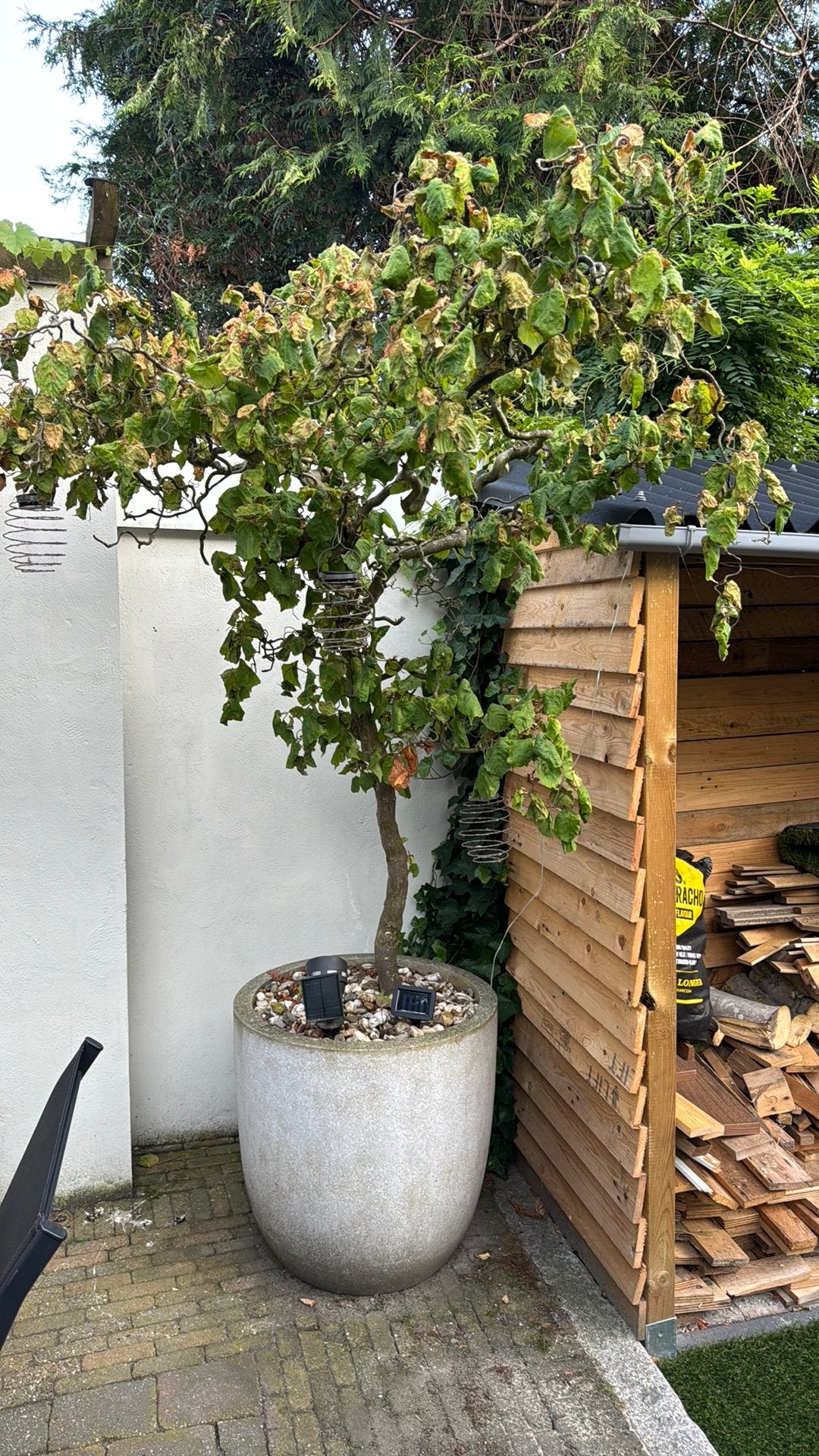 Mooie grote hazelaar, Overige soorten, 100 tot 250 cm, Zomer, Ophalen