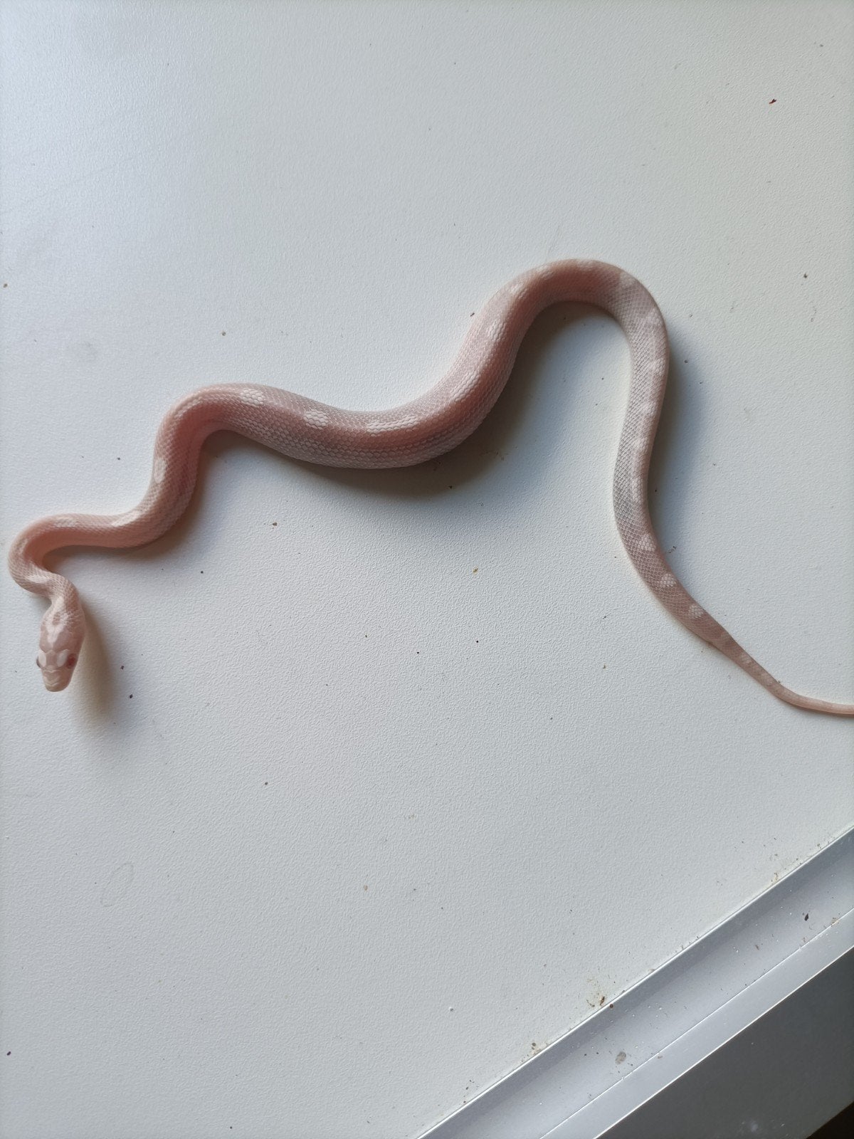 jonge rattenslangen Rat Snake photo 13