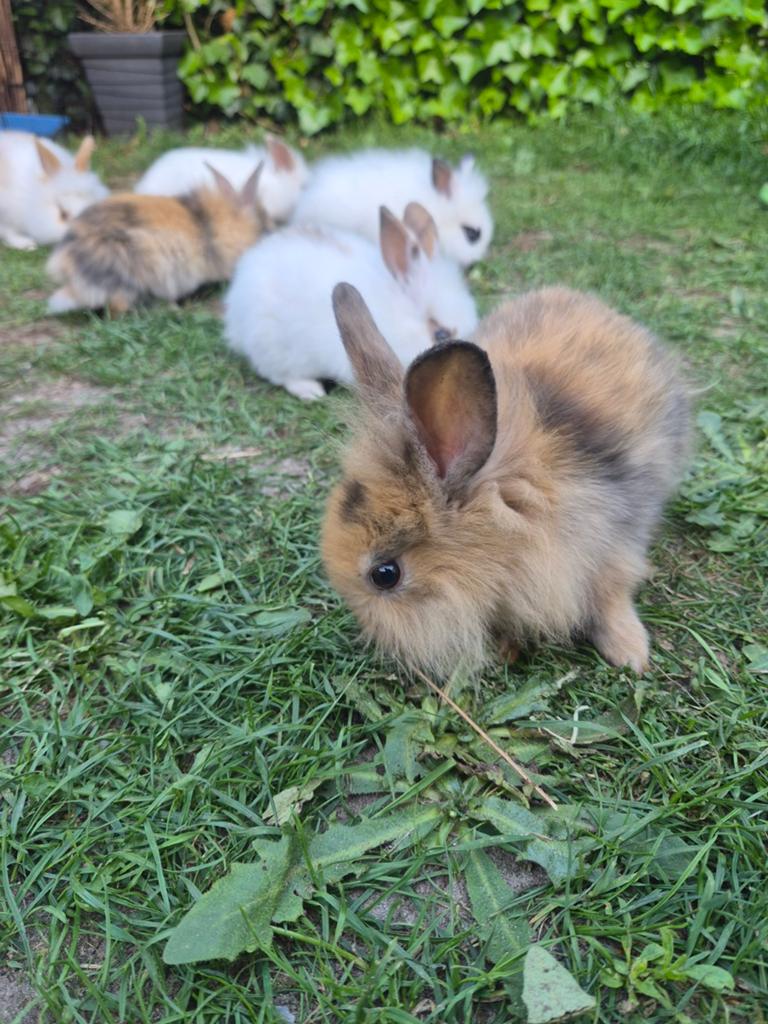 Baby konijnen, Dieren en Toebehoren, Konijnen, Meerdere dieren, Dwerg