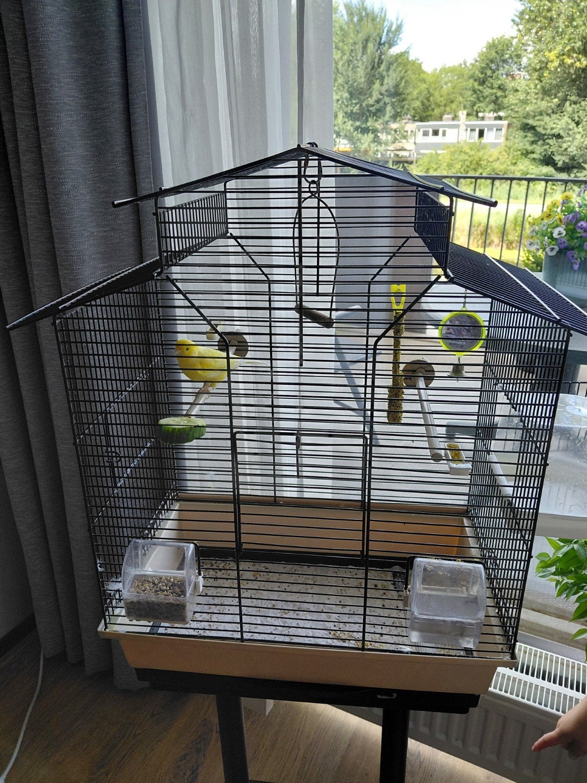 kanarie met alles erbij